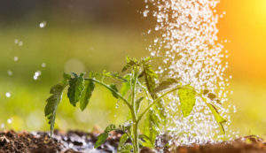Water & Agriculture