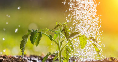 Water & Agriculture