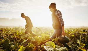 F2F - FoodSecurity supply Chain
