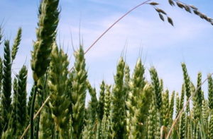 Food System resistance