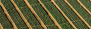 European food autonomy - Green Deal - Sustainable - Sustainability - CAP - Strategy - Food system - EU - Europe - European Commission - Resilience - Food autonomy - Agricultural activity - Agriculture - Farm to fork