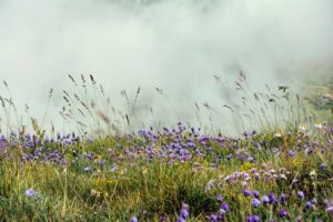 Bio diversity - F2F
