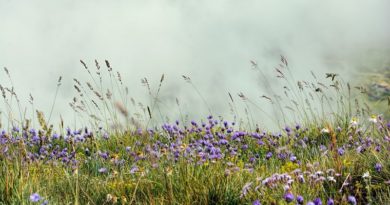 Bio diversity - F2F