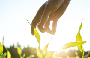 Agriculture - Food system