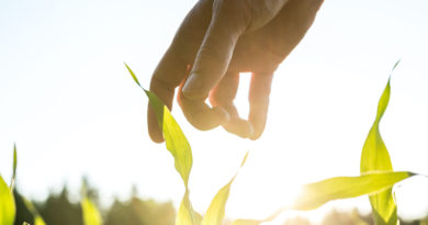 Agriculture - Food system