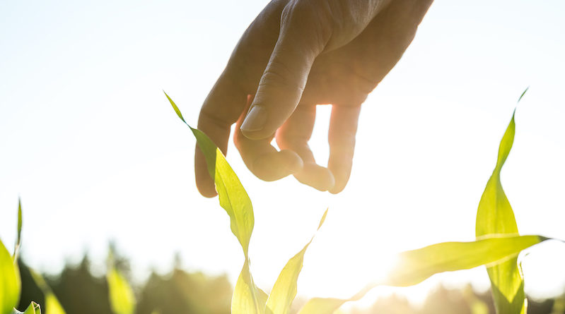 Agriculture - Food system