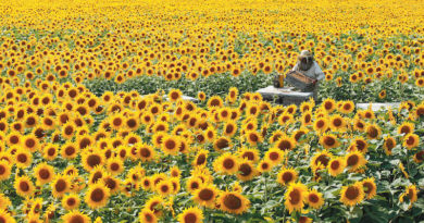 Abeille Apiculteur Agriculture