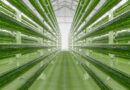 Carbon capture for a productive and sustainable Europe